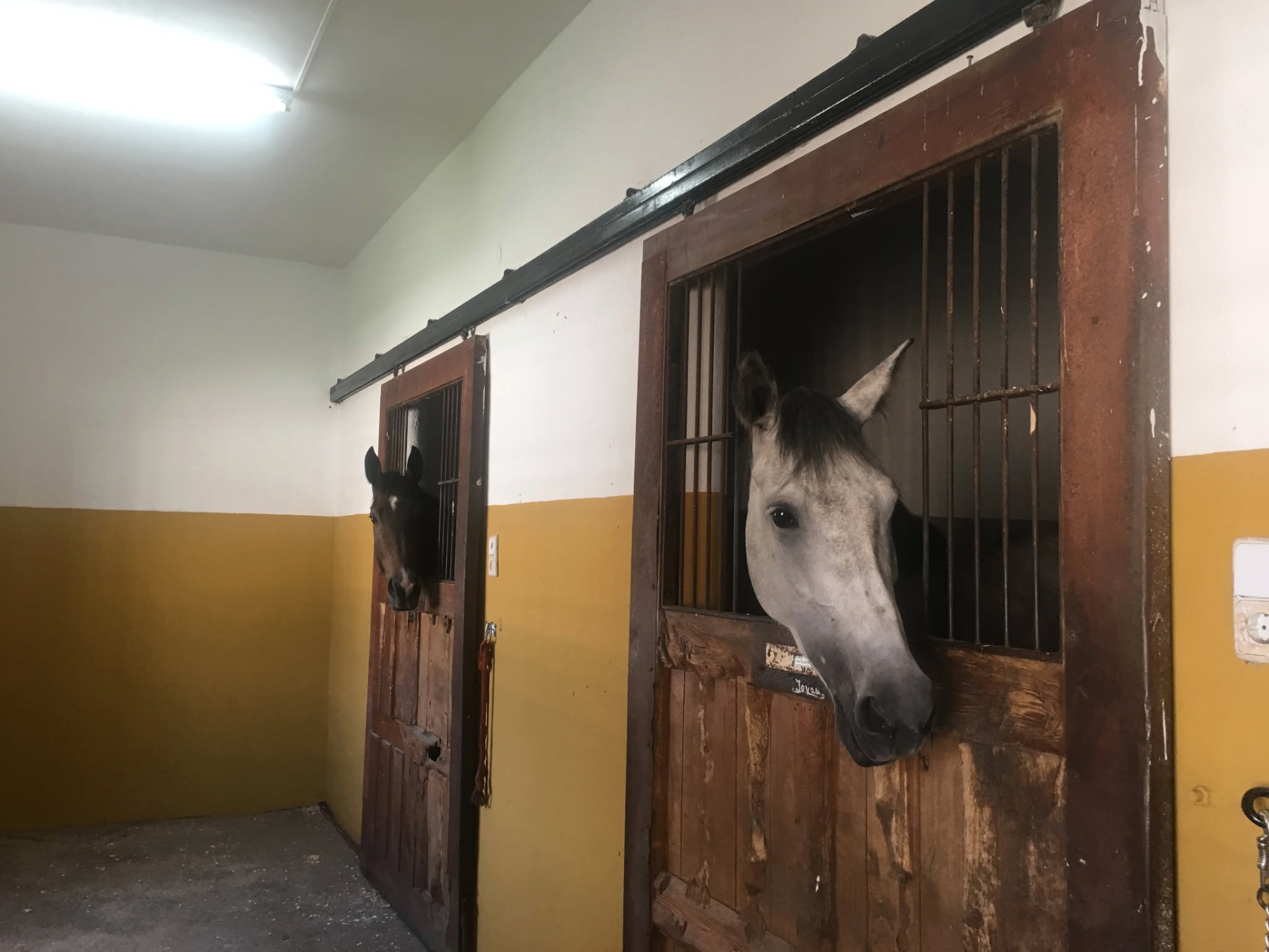 Caballos en las cuadras de Yabusan