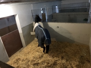 foto box pupilaje de caballos en Madrid